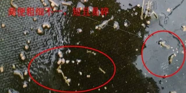 南美白对虾偷死病怎么治,南美白对虾肠炎能不能投喂新霉素