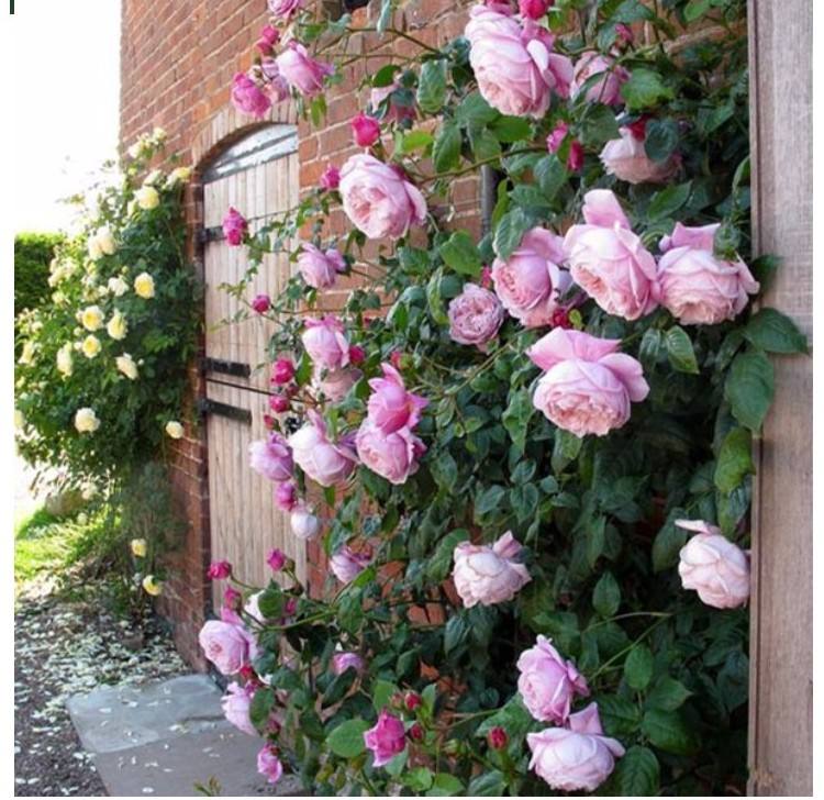 藤本月季自由精神的优缺点,藤本月季自由精神