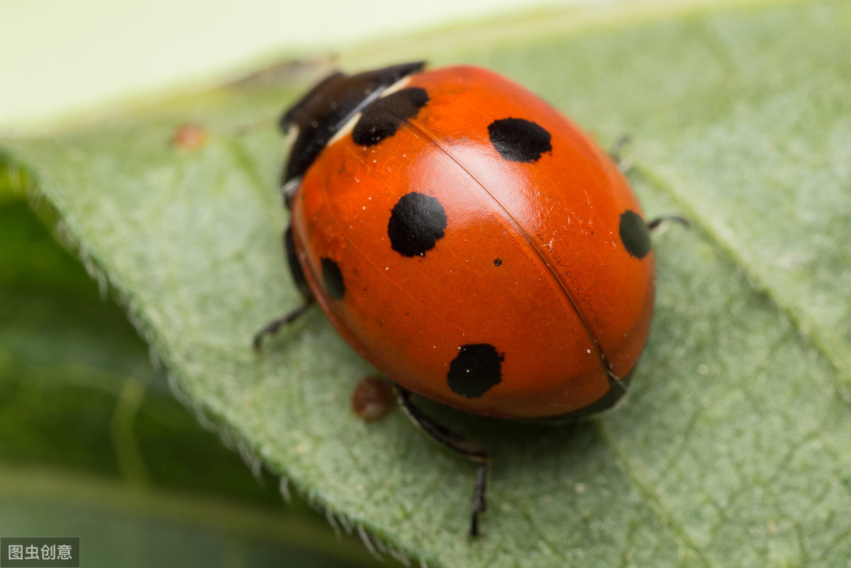 娘胎里就能怀孕?生存智慧再高,也躲不过七星瓢虫