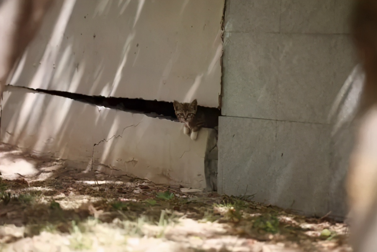 一到毕业季,我们大学的校猫就疯了哈哈哈