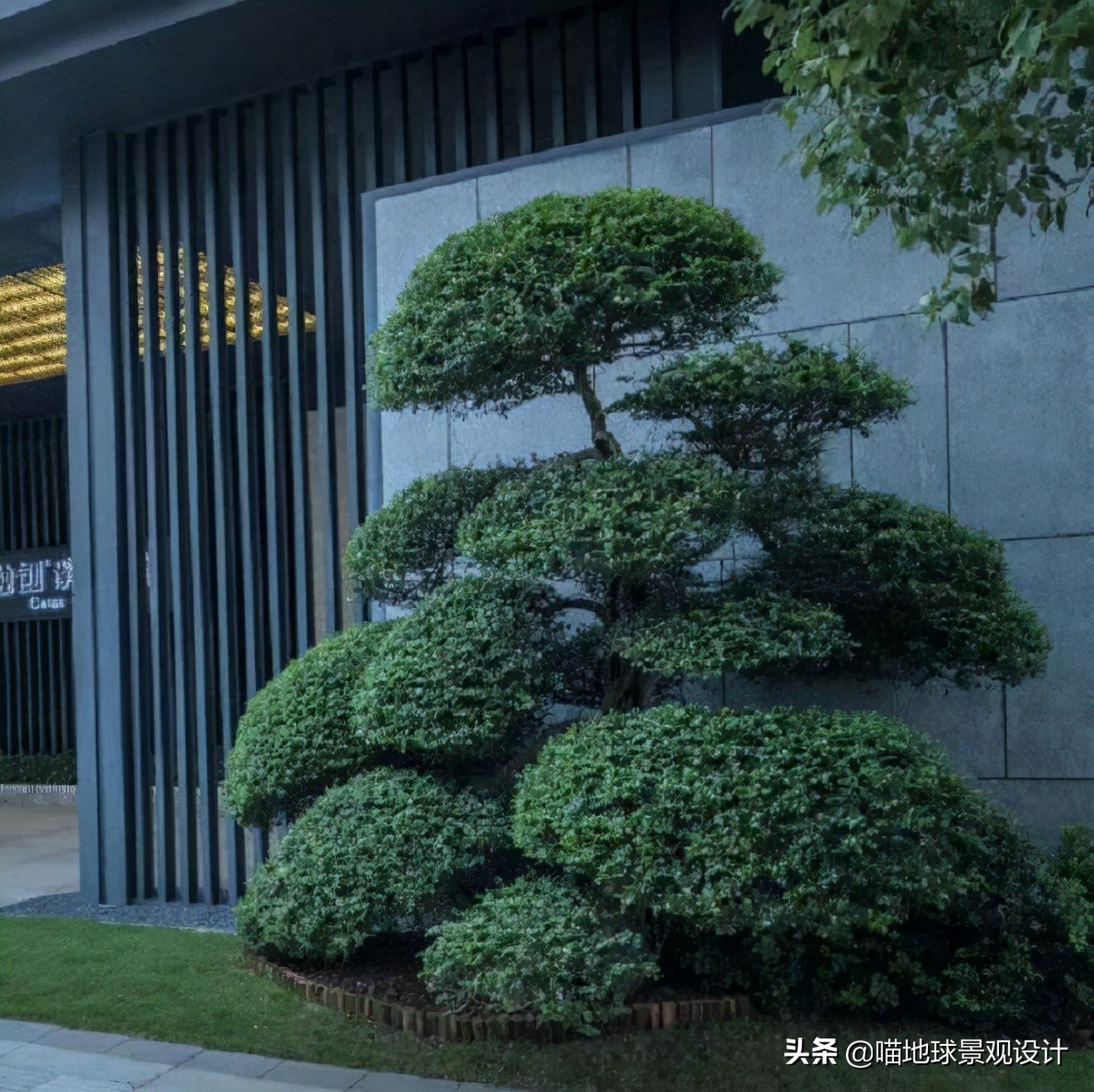 庭院景观设计品种齐全,别墅庭院主景树推荐