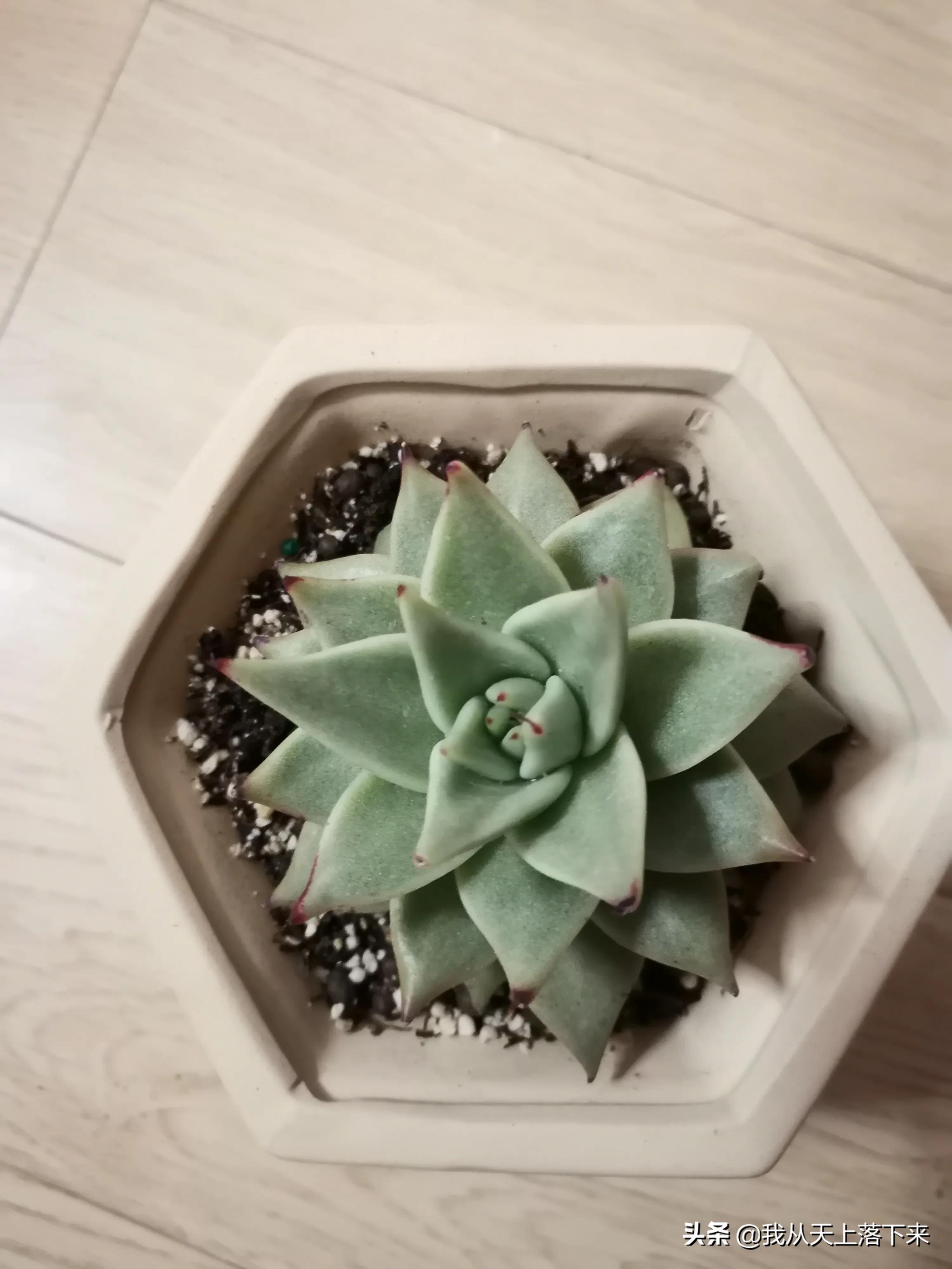 89种常见多肉植物品种图，实物拍摄，还不认识的小伙伴赶紧收藏好