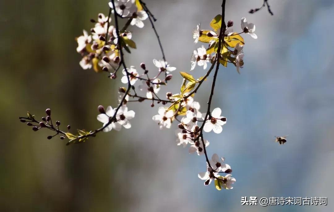 古诗喝茶的绝美诗句,诗词世上无难事