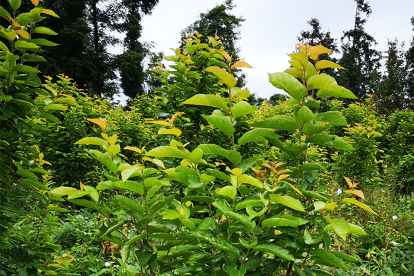 樱桃树补枝,樱桃树幼果期补铁