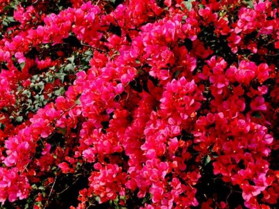 三角梅品种，细数三角梅最好看的八大品种