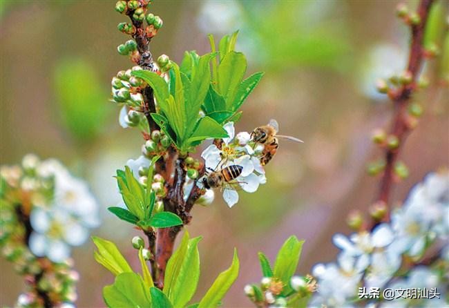 春满鮀城：“云”端繁花也醉人