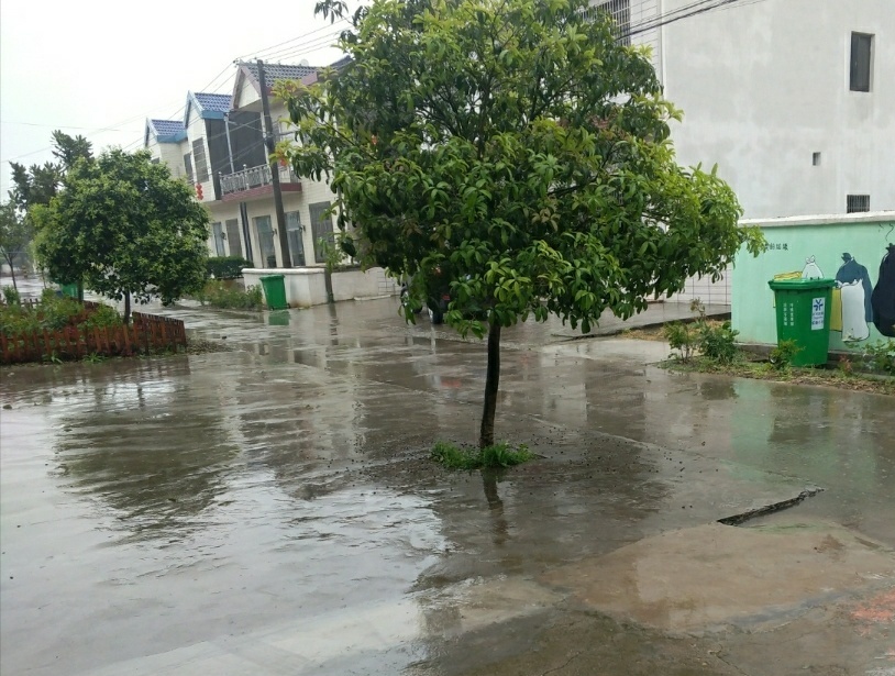 秧田壮苗促根用什么好,旱地育秧苗种植技术