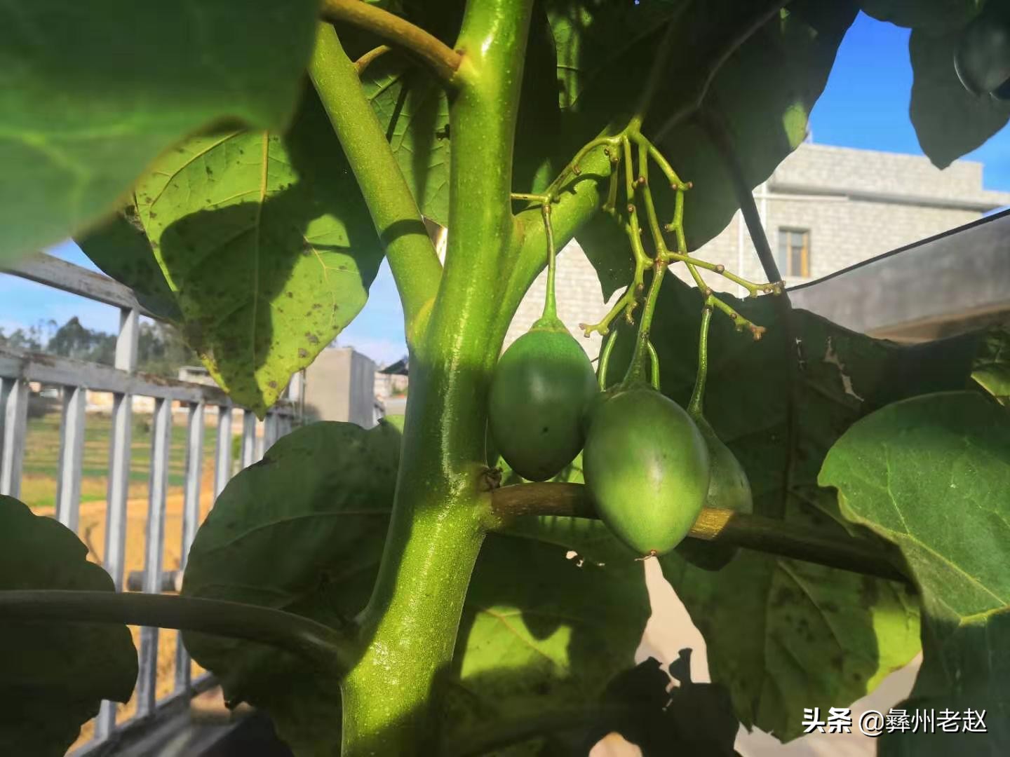 露天种植番茄如何预防霜冻,如何防止果树受冻