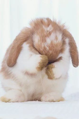 兔子脱毛如何治疗,兔子秃了一块怎么回事