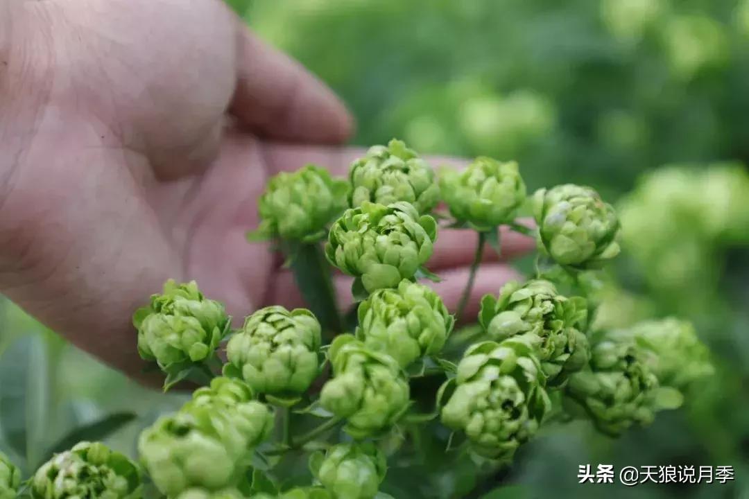 稀奇古怪的月季花,月季几款妖花