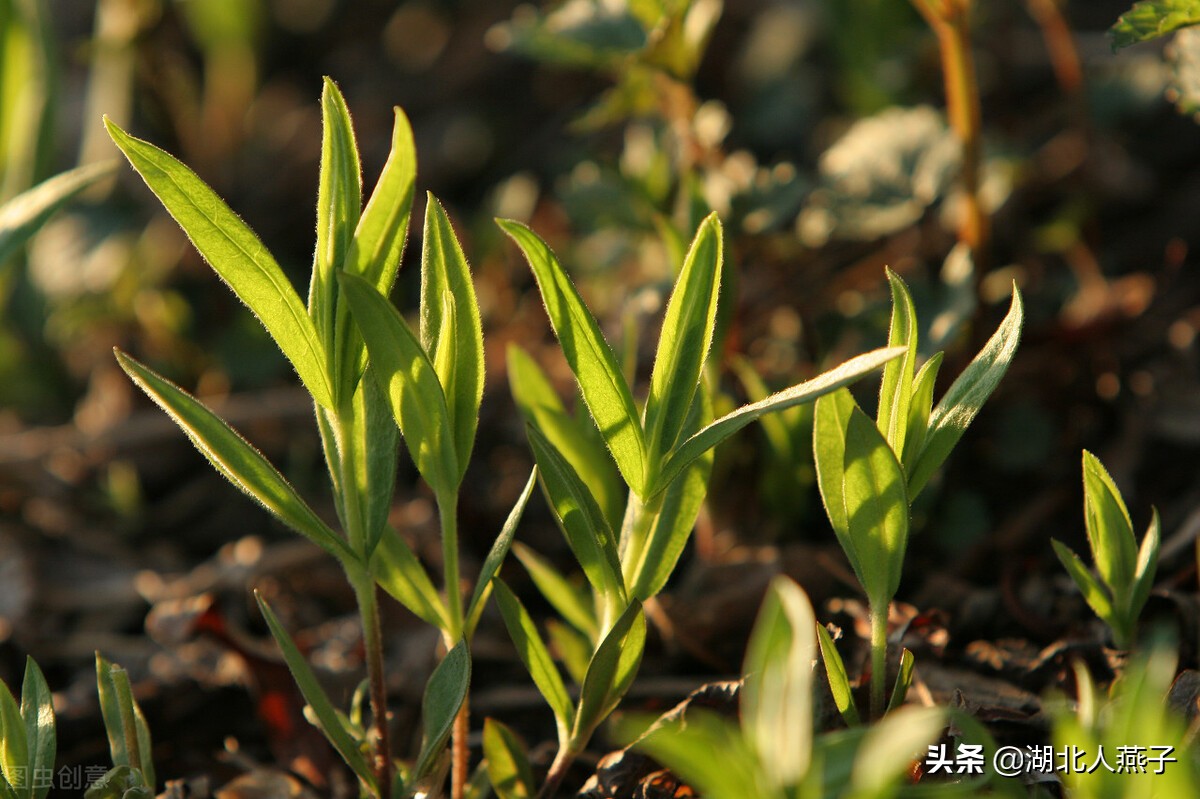 各种可以吃的野菜图片大全及名称 (100种野菜图片大全和名称和吃法)