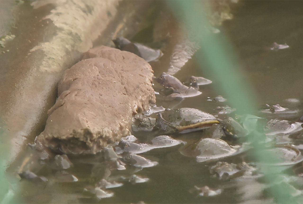大棚养殖老鳖,大棚养鳖技术