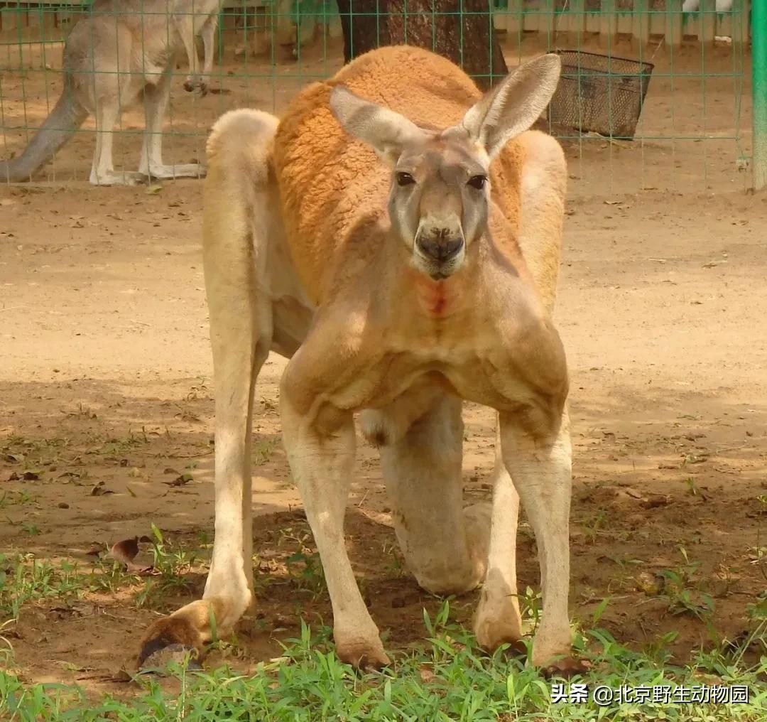 袋鼠摇手是什么原因,袋鼠摇手是动作吗