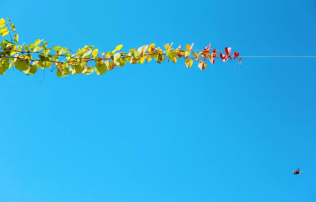 江西省南康中学校歌歌词,大余南安中学校歌