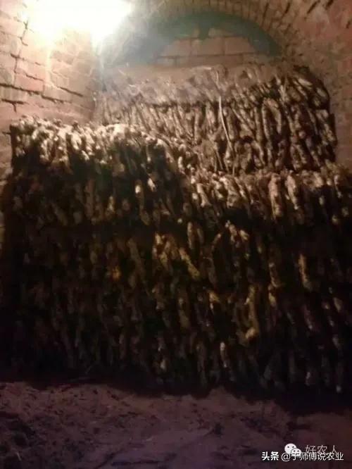 大姜贮存技术要点,沙子储存大姜方法