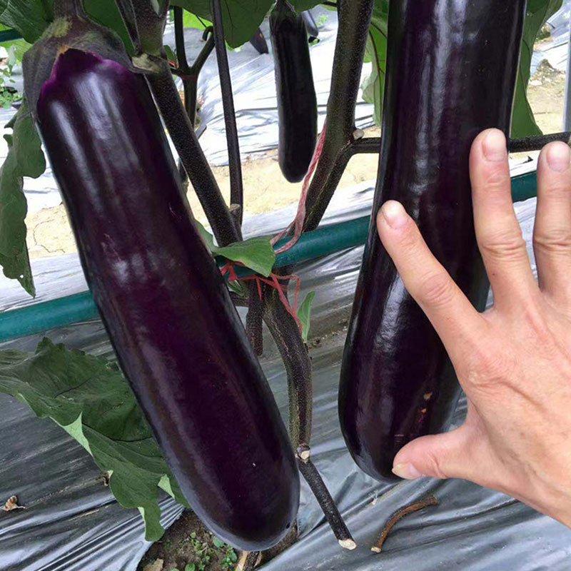 好品种本地茄子种,什么牌子的茄子种高产