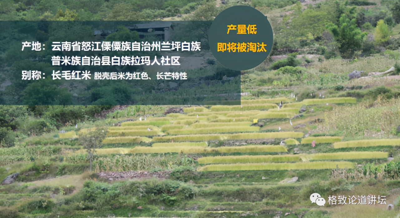 为什么长毛的火腿还能吃,长毛的火腿肠吃了会怎样