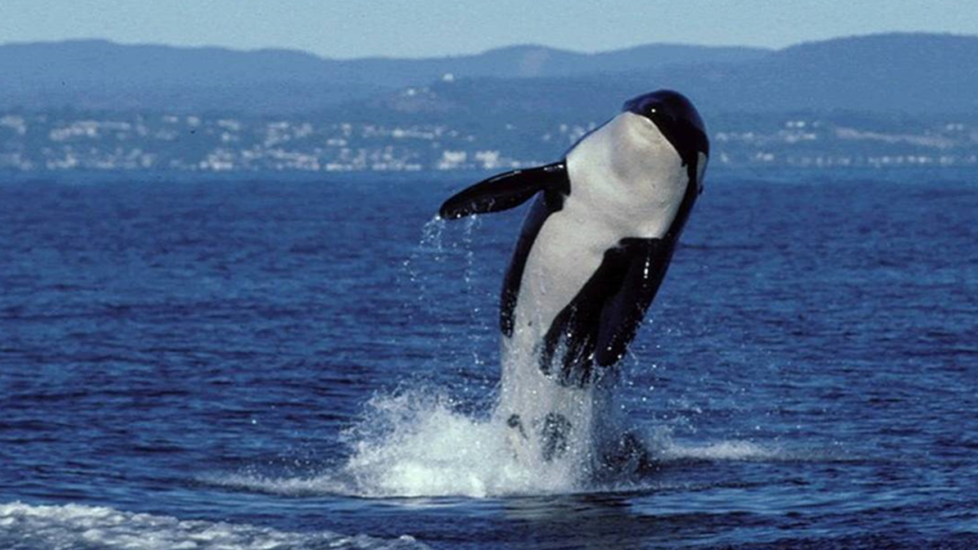 最强的棕熊和北极熊谁更厉害,十大顶级掠食者动物