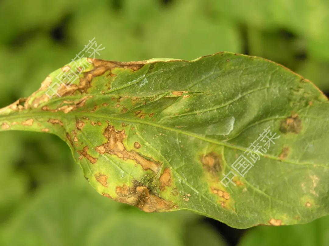 叶片疮痂病,辣椒叶片病害图片与防治措施