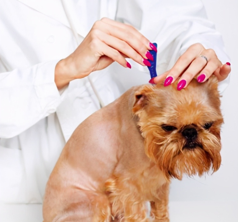 狗狗拉稀便的治疗方法,狗狗拉稀软便可以吃蒙脱石散吗