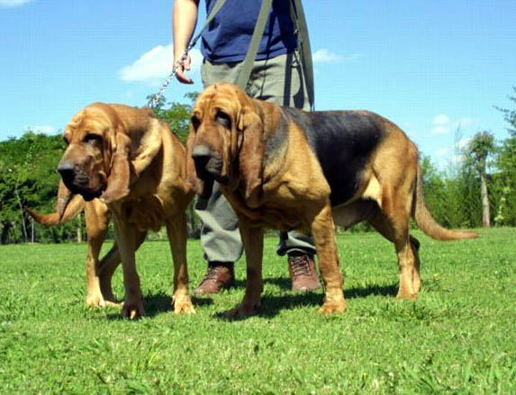 狗狗知识大全100条,狗狗知识百科大全巴哥