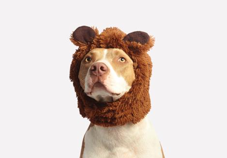 「护理」狗子来了大姨妈怎么办？