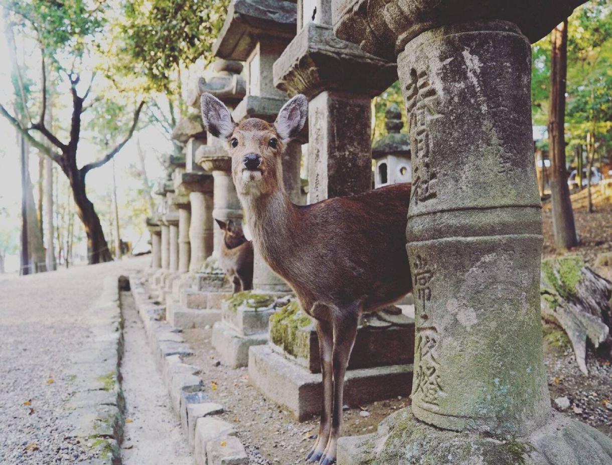 约上闺蜜一起去看看,大阪到奈良小鹿公园