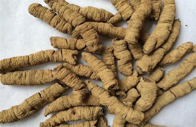 巴戟天生于山谷林下,巴戟天生长在哪些地区