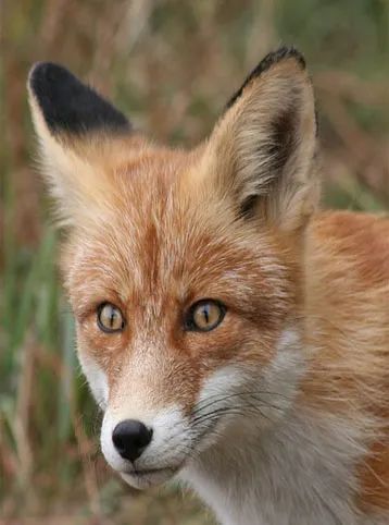 图片大小设置为原始尺寸的80%,如何使图片保存为指定尺寸