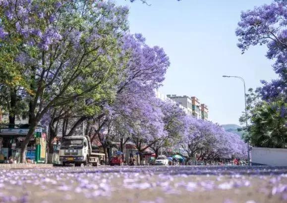 凉山最漂亮的花海,西昌赏花攻略