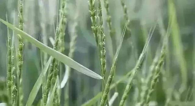 节节麦野燕麦雀麦图片,节节麦雀麦野燕麦除草剂