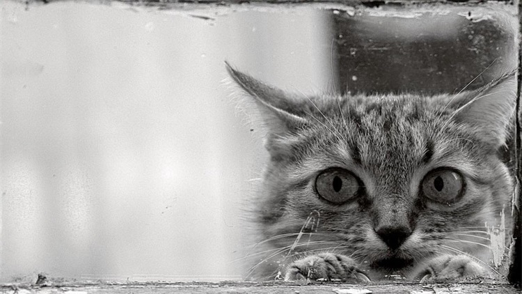 猫宅一生增肥营养膏,猫吃营养膏有什么用