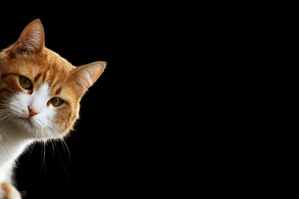 公猫对母猫专一吗,公猫对母猫求爱是什么原因