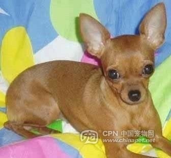 这几种高颜值狗狗你认识哪些,盘点最靠谱的狗狗看看你知道几种