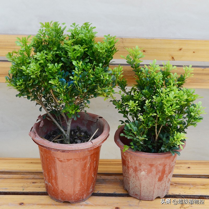 四季开花的香花植物,列举6种香花植物