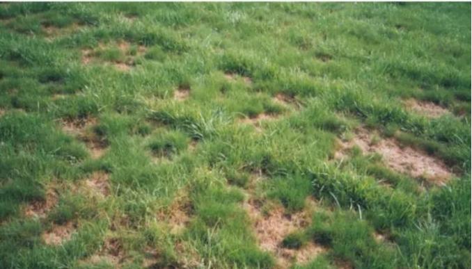 夏季高温天气草坪的种植,高温天气草坪如何修剪