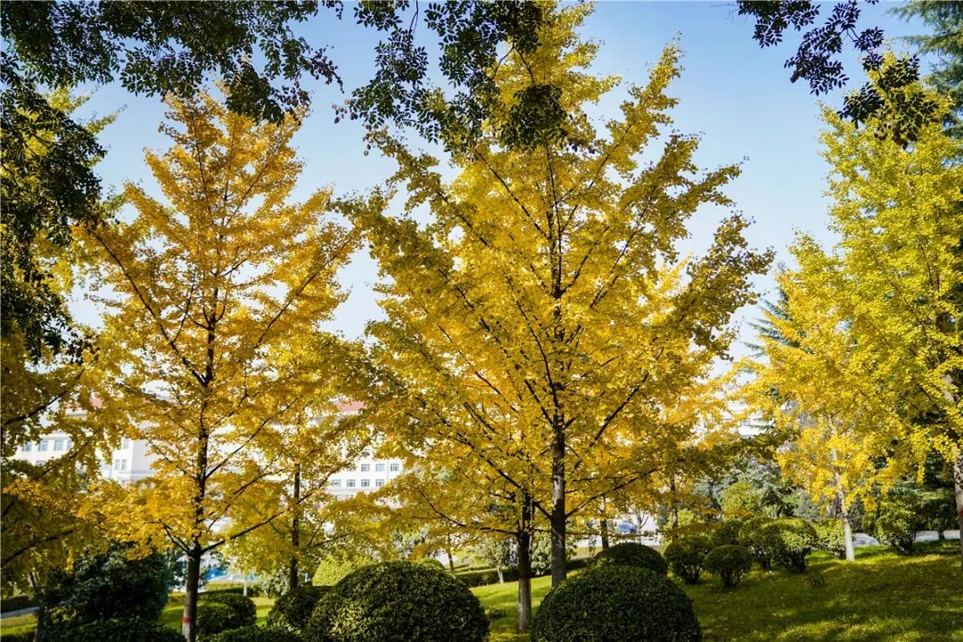思源学院美景照片,西安思源学院秋景色
