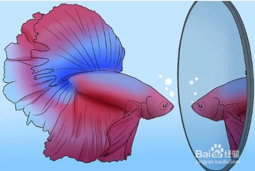 斗鱼直播性别设置,怎么区别斗鱼的性别