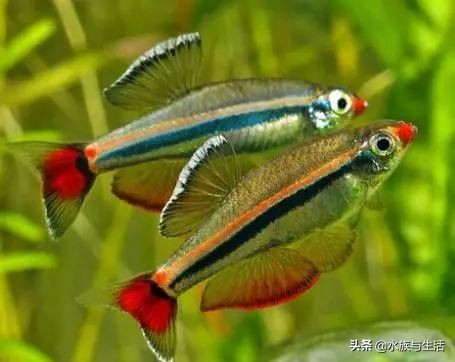 为什么原生鱼比热带鱼贵 (十大适合懒人养的国产原生鱼)
