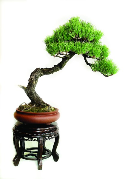 黑松嫁接的千寿丸盆景如何养护 (福建莆田黑松盆景的养护方法)