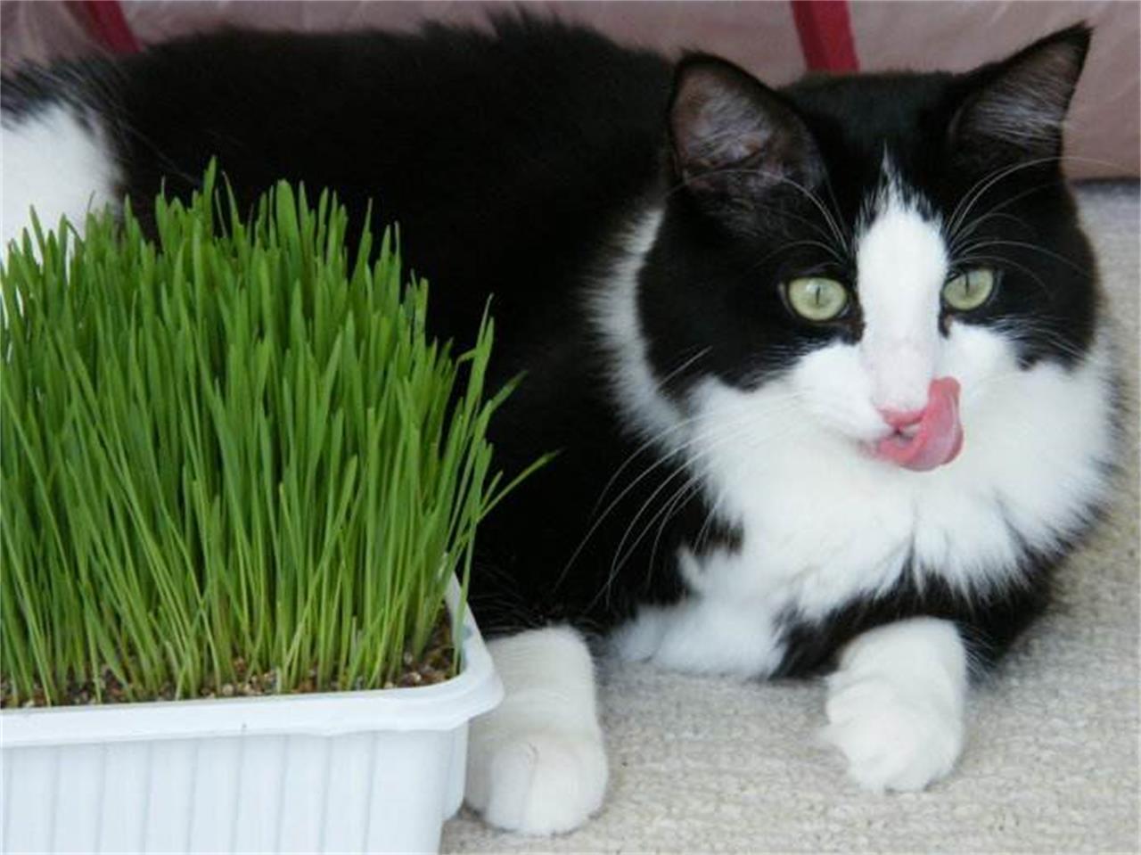 猫咪软便是什么原因怎么解决,猫咪软便的原因有哪些