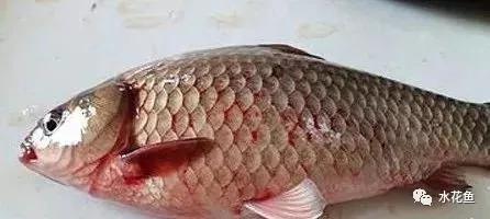 鲫鱼出血型暴发性鱼病,鲫鱼暴发性出血病的治疗