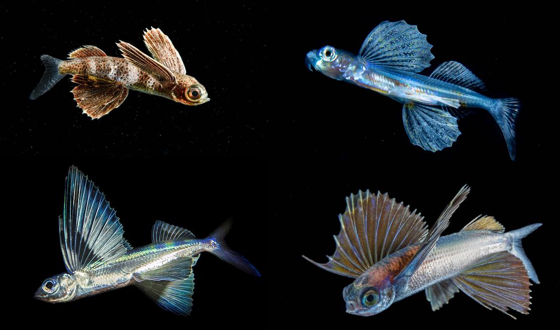 飞鱼怎么滑翔的,飞鱼滑翔视频