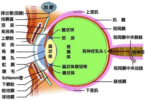 医生常用的解剖学、内外科口诀