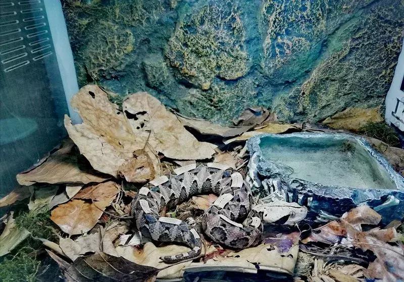 如何让观赏蛇类在人工环境下住得幸福