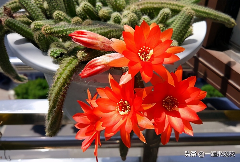 家里养花最好养什么品种的,家里养花用什么花盆好