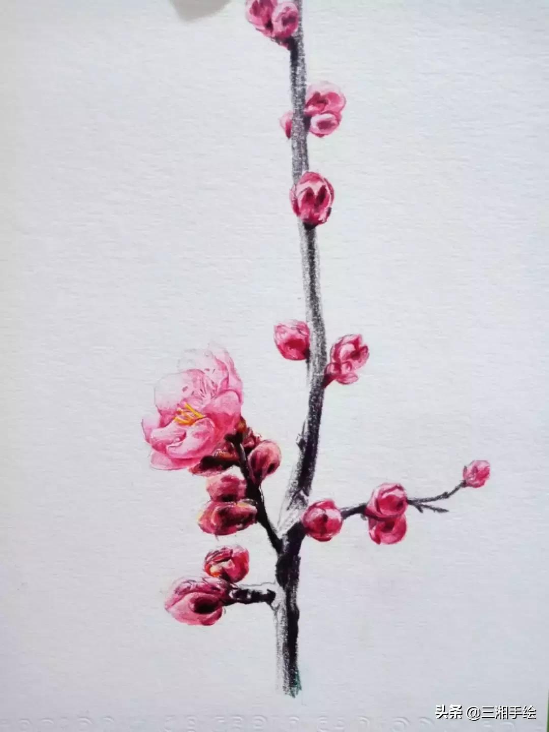 梅花十二和梅花13怎么画,梅花画彩铅