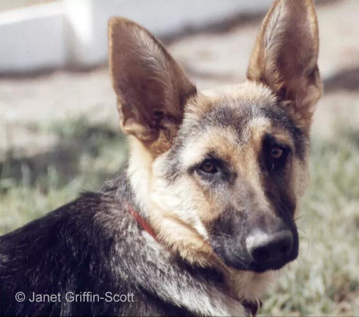 德国牧羊犬绘画教程,德国牧羊犬素描画