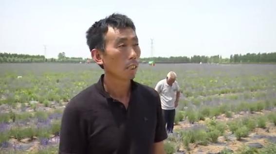 滑县普罗旺斯薰衣草庄园,普罗旺斯花海震撼