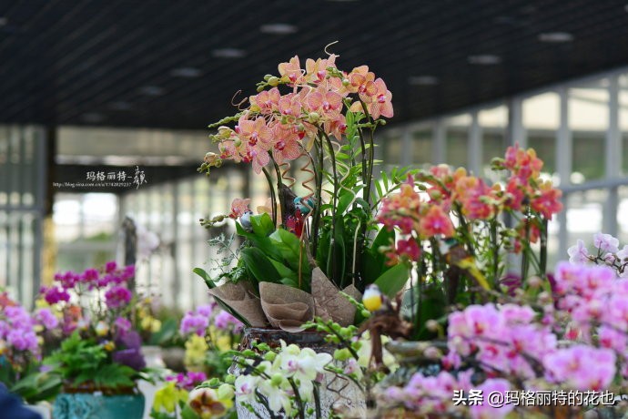 过年买点花,过年了买点什么花草